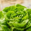 Iceberg lettuce