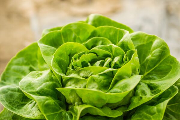 Iceberg lettuce